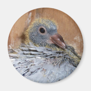 Baby som returnerar duvamagneten magnet