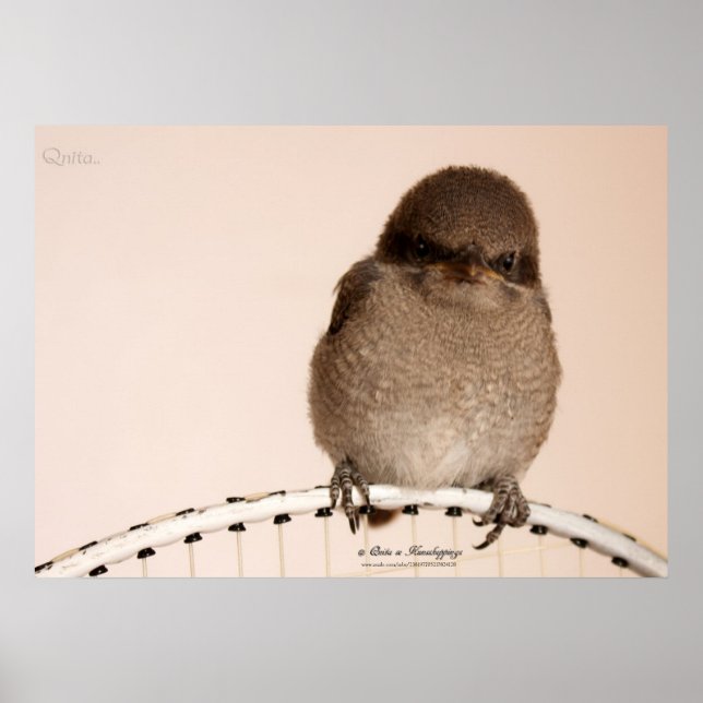 Baby Sparrow Poster (Framsidan)