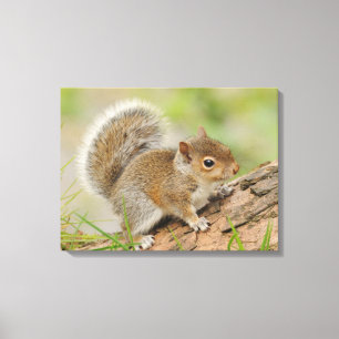 Baby Squirrel Canvastryck