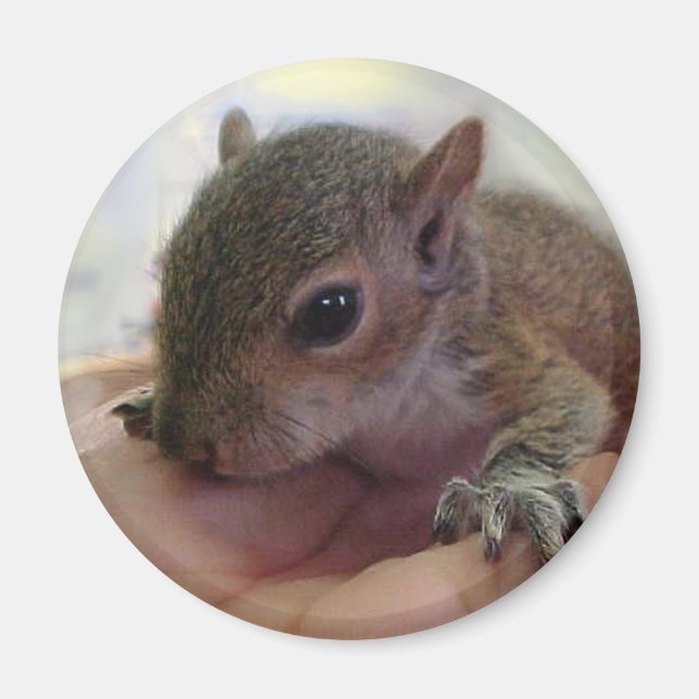 Baby Squirrel Magnet (Framsidan)