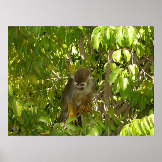 Baby Squirrel Monkey Poster (Framsidan)