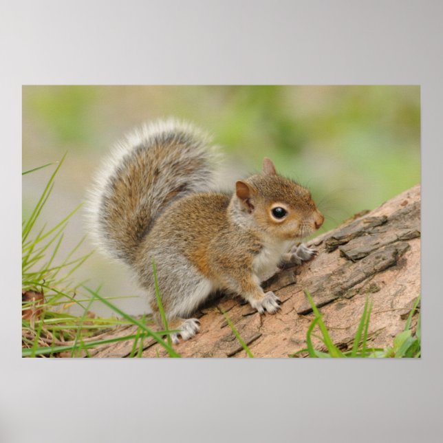 Baby Squirrel Poster (Framsidan)
