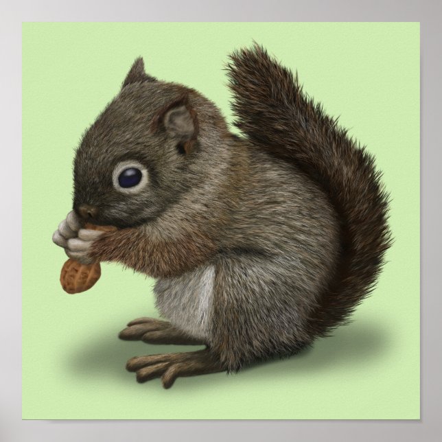 Baby Squirrel Poster (Framsidan)