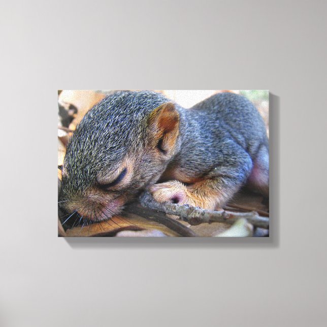 Baby Squirrel Sleeping Canvastryck (Framsida)