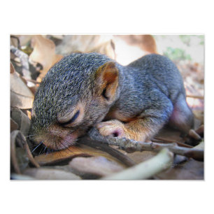 Baby Squirrel Sleeping Fototryck