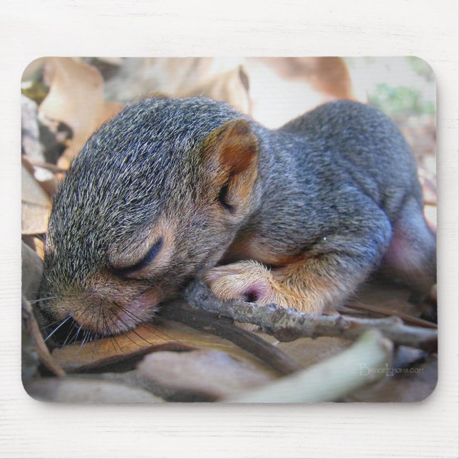 Baby Squirrel Sleeping Musmatta (Framsidan)