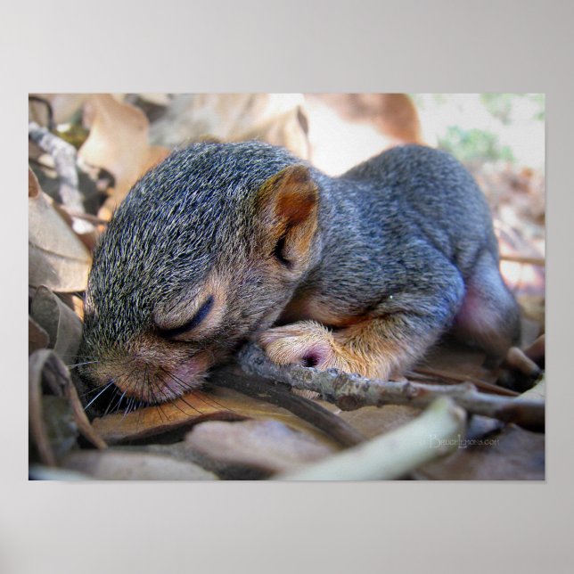Baby Squirrel Sleeping Poster (Framsidan)