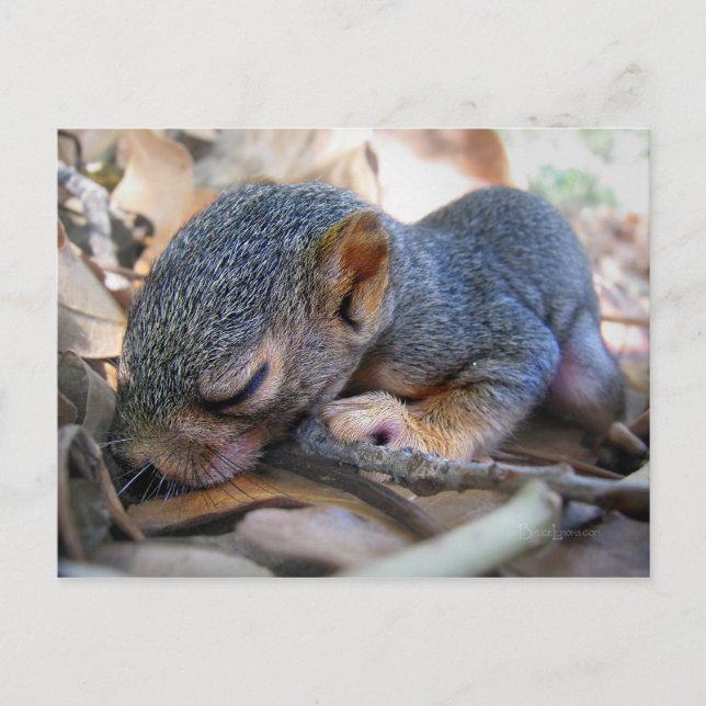 Baby Squirrel Sleeping Vykort (Framsida)
