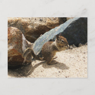 Baby Squirrel Vykort