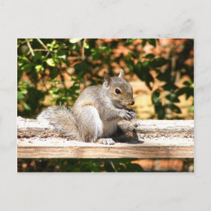 Baby Squirrel Vykort