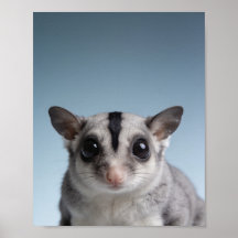 Baby Sugar Glider Porträtt – Sött Nursery Djur W