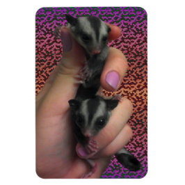 Baby Sugar Gliders Photo Magnet