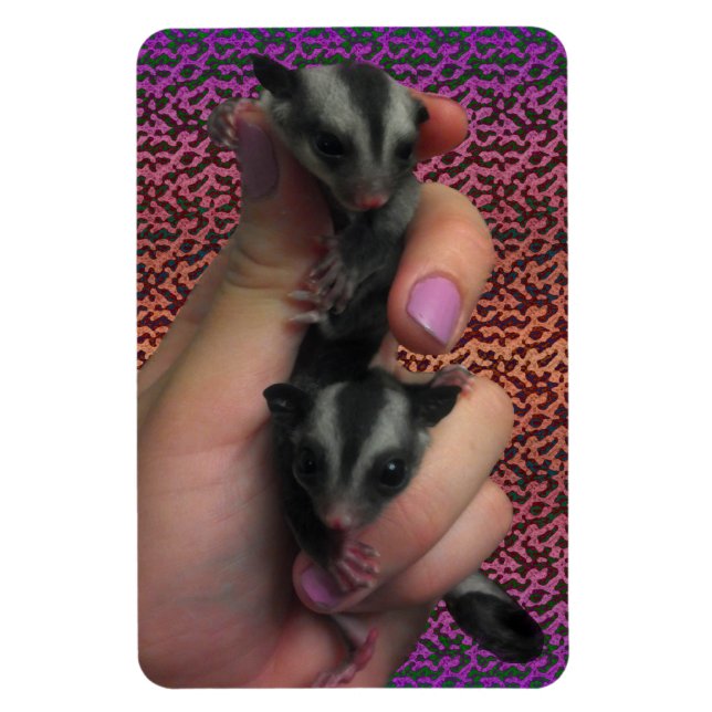 Baby Sugar Gliders Photo Magnet (Vertikal)