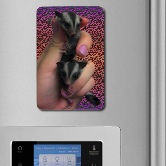 Baby Sugar Gliders Photo Magnet (Baby Sugar Gliders Photo Flexible Magnet)