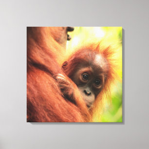 Baby Sumatran Orangutan Canvastryck