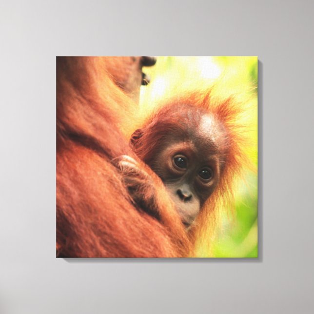 Baby Sumatran Orangutan Canvastryck (Framsida)