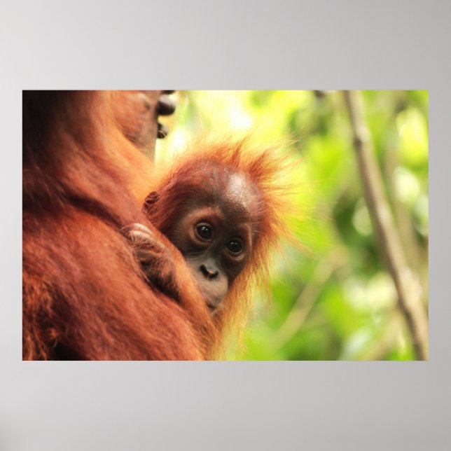 Baby Sumatran Orangutan Poster (Framsidan)