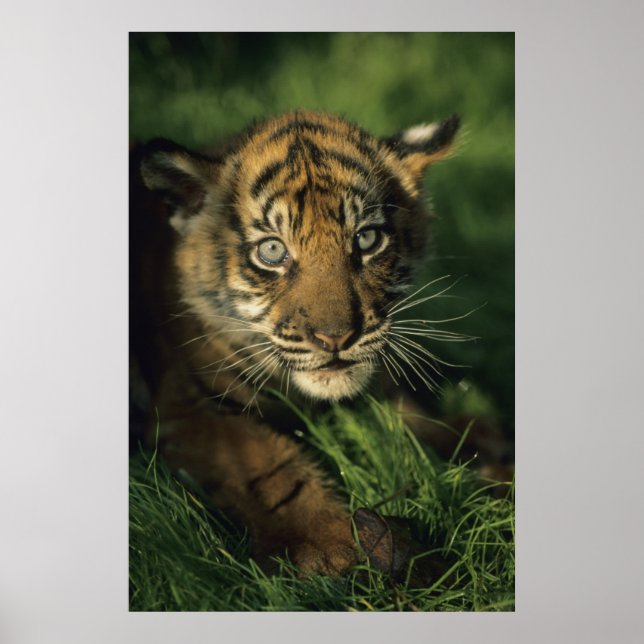 Baby Sumatran Tiger Poster (Framsidan)