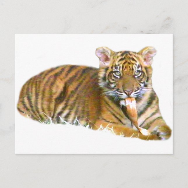 Baby Sumatran Unge_ Vykort (Framsida)