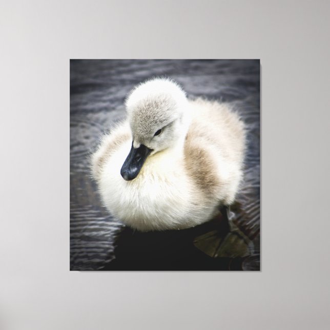 Baby Svan | Cygnet Canvastryck (Framsida)