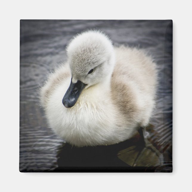 Baby Svan | Cygnet Magnet (Framsidan)