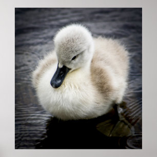 Baby Svan Cygnet Poster