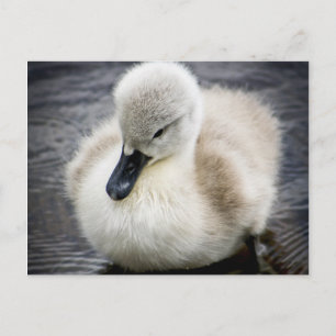 Baby Svan Cygnet Vykort