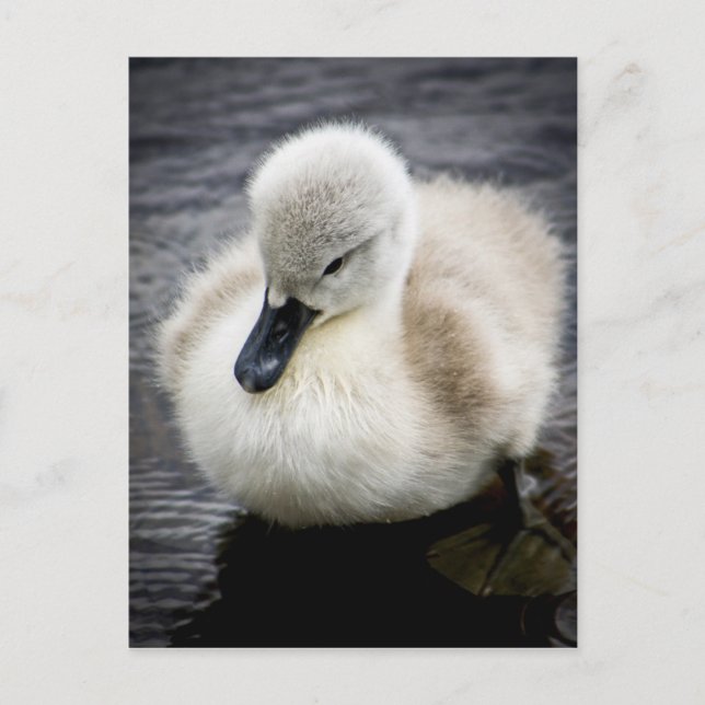 Baby Svan | Cygnet Vykort (Framsida)