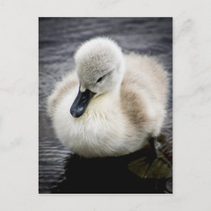 Baby Svan Cygnet Vykort