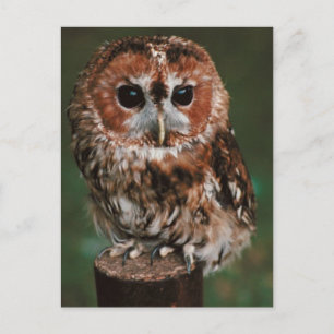 Baby Tawny Uggla Vykort