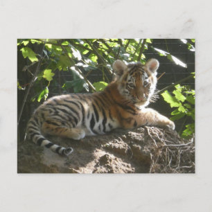 Baby Tiger i Sol DIY-vykort Helg Vykort