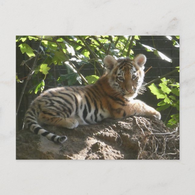 Baby Tiger i Sol DIY-vykort Helg Vykort (Framsida)