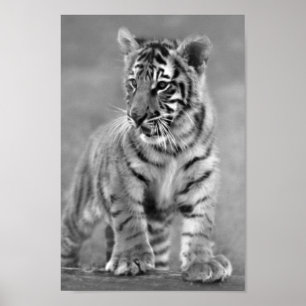 Baby Tiger i svartvitt Poster
