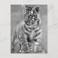 Baby Tiger i svartvitt