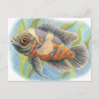 Baby Tiger Oscar Vykort