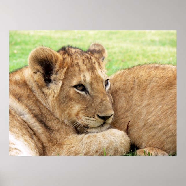 Baby Tiger poster (Framsidan)