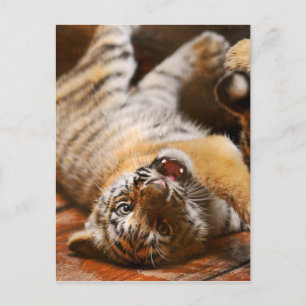 Baby Tiger Rolling på hans rygg Vykort