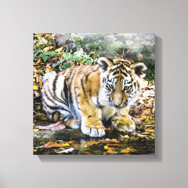 Baby Tiger Unge Canvastryck (Framsida)