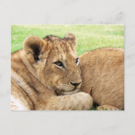 Baby Tiger vykort