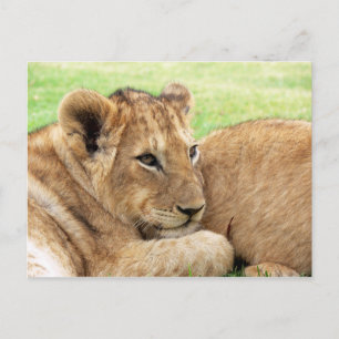 Baby Tiger vykort