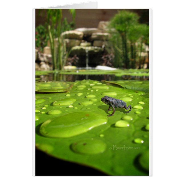 Baby Toad i Pond Hälsningskort (Framsidan)