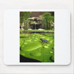 Baby Toad i Pond Musmatta