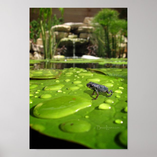 Baby Toad i Pond Poster (Framsidan)
