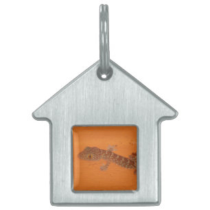 Baby TOK Gecko ID-bricka Husdjur