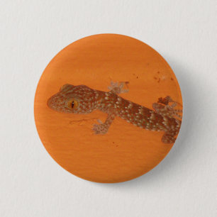 Baby TOK Gecko Knapp