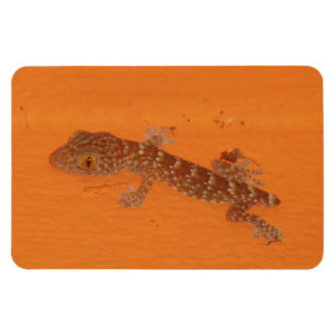 Baby Tok Gecko Magnet