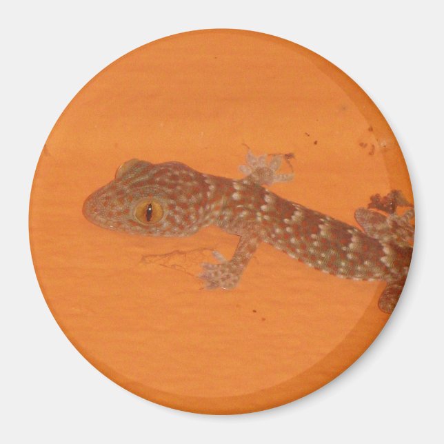 Baby TOK Gecko Magnet (Framsidan)