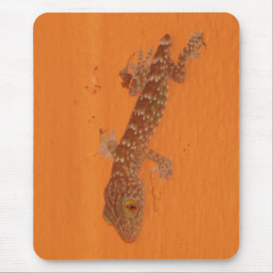 Baby TOK Gecko Musmatta