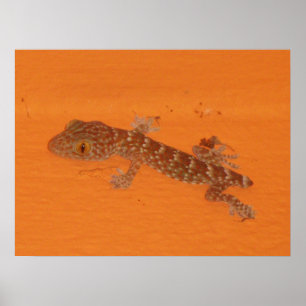 Baby TOK Gecko Poster