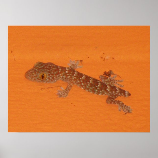 Baby TOK Gecko Poster (Framsidan)